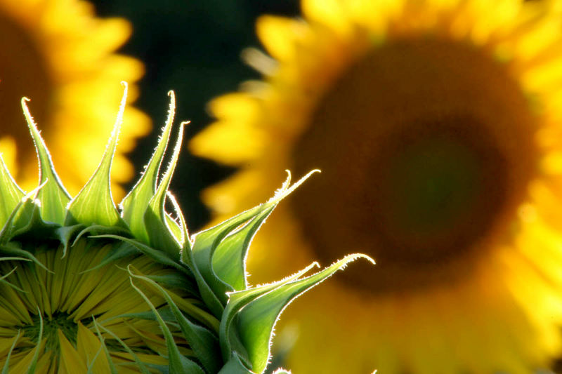 fotokurs erfurt sonnenblumen