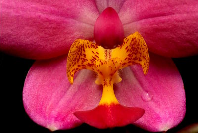 Fotokurs Makrofotografie