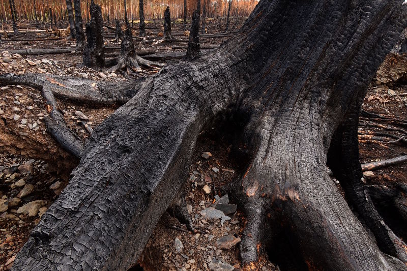 Fotokurs Landschaftsfotografie - Waldbrannt - Waldschaden